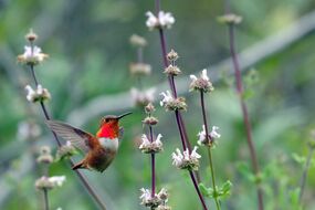 Kolibri im Flug