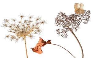 Hans Wegener: Herbstkollektion