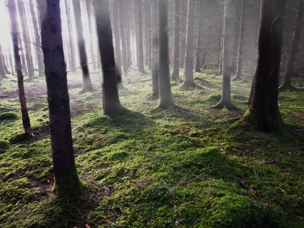 »Wald« von Hans-Joachim Metzler (Pl. 10)