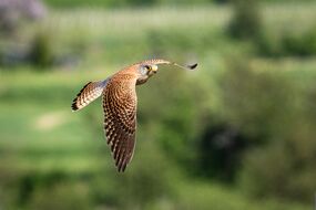 Turmfalke