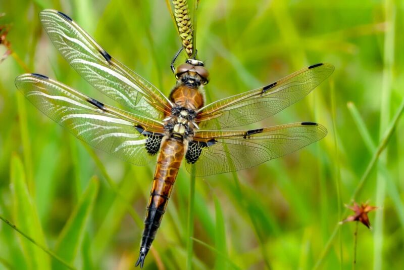 Vierflecklibelle