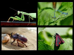 »Insekten von Christiane Böckmann