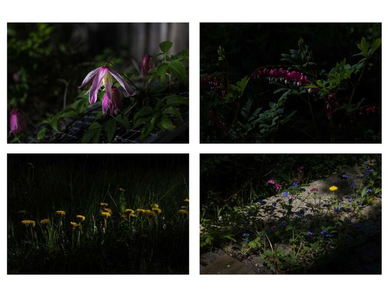 Wilde Gartenblumen im Sommer 2016