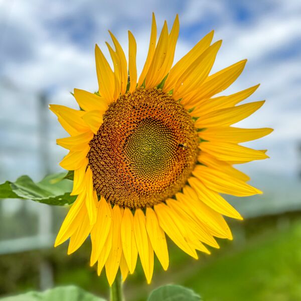 »Sonnenblume« von Volker Sautmann (Pl. 16)