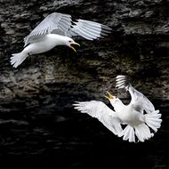 »Paare« von Cor van der Zee