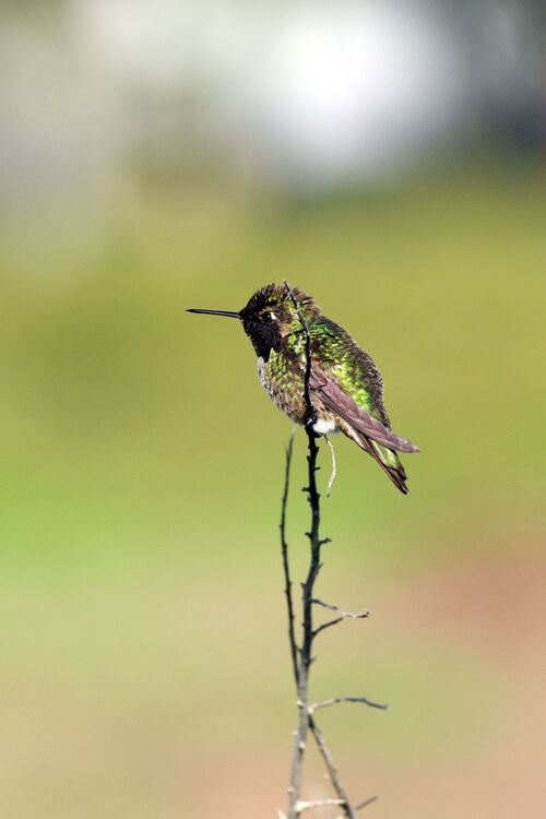 Kolibri