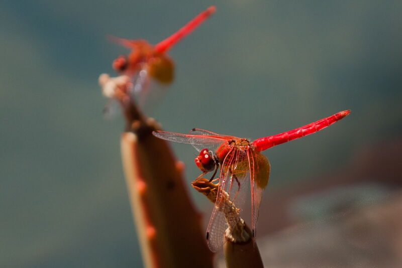 Libelle(n)