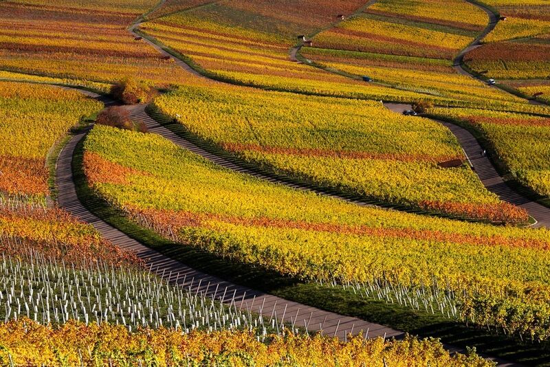 Weinfelder : Strukturen in der Landschaft