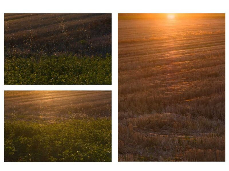 Triptychon - Altweibersommer im Oktober 2016