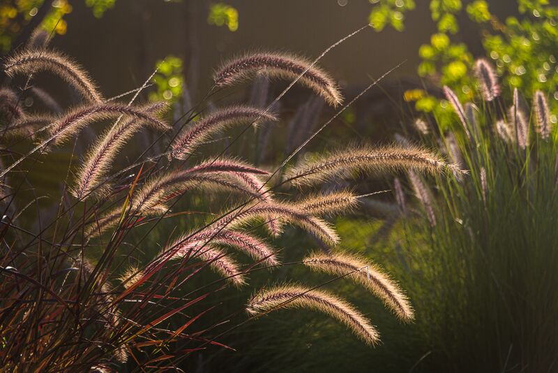 Gräser im Abendlicht