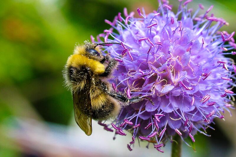 Hummel an Teufelsabbiß