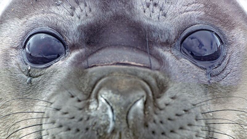 Grosse Augen
