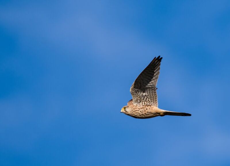Turmfalke fliegend