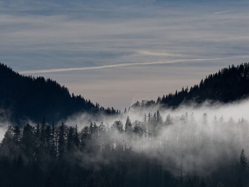 Dunkelwald